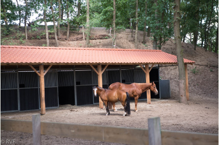 Overnachten met je paard op Sandberghe in de Maashorst VMP136